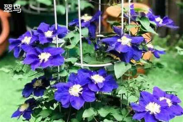 铁线莲好养的品种，推荐魔法喷泉、约瑟芬等