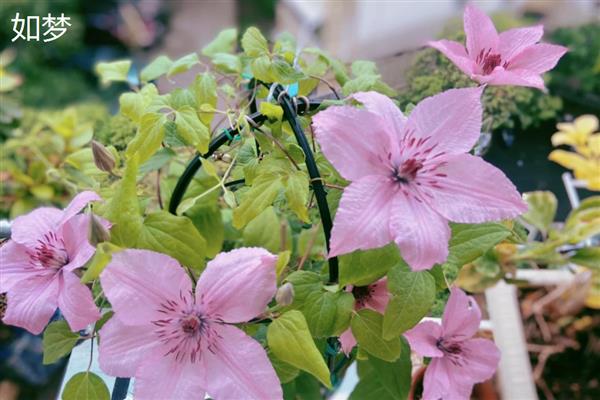 铁线莲好养的品种，推荐魔法喷泉、约瑟芬等