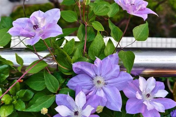 铁线莲好养的品种，推荐魔法喷泉、约瑟芬等