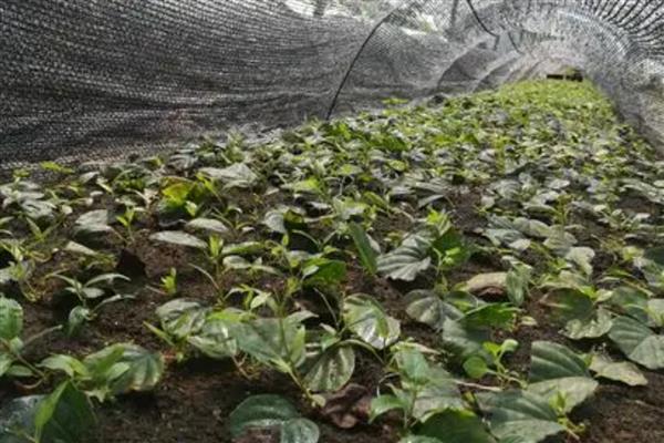 猕猴桃怎么扦插才生根快，插入土后移至光照充足地方养护