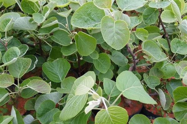 猕猴桃怎么扦插才生根快，插入土后移至光照充足地方养护