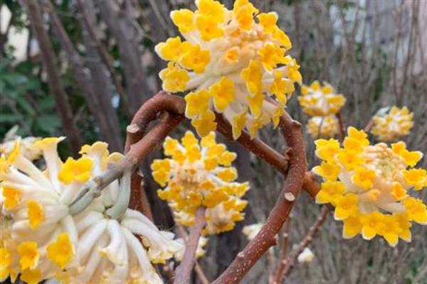 结香花的养殖方法,春秋季节放在室外