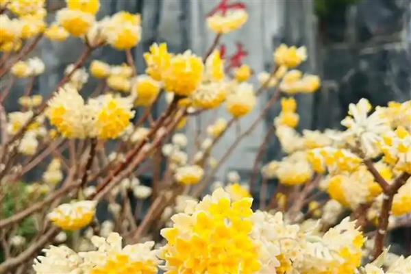 结香花的养殖方法,春秋季节放在室外