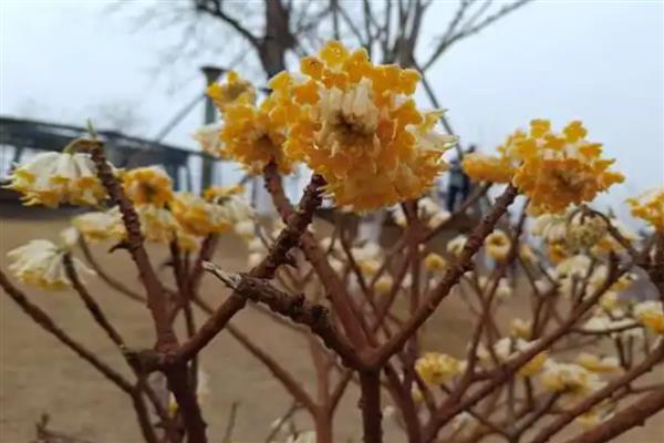 结香花的养殖方法,春秋季节放在室外