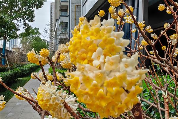 结香花的养殖方法,春秋季节放在室外