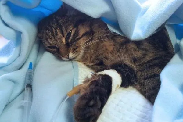 猫咪胰腺炎的发生原因，主要是胰腺导管堵塞等因素所致