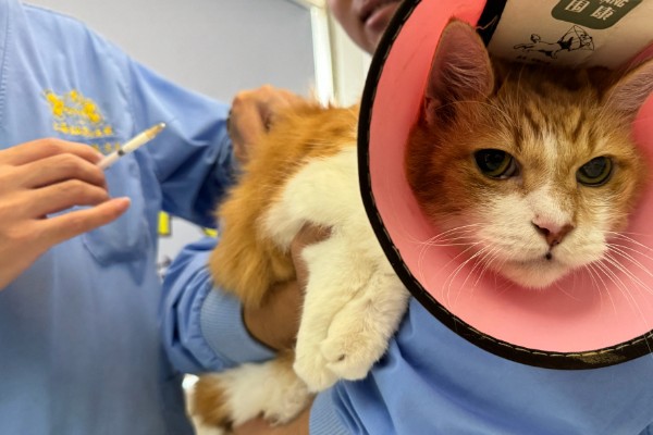 猫咪胰腺炎的发生原因，主要是胰腺导管堵塞等因素所致