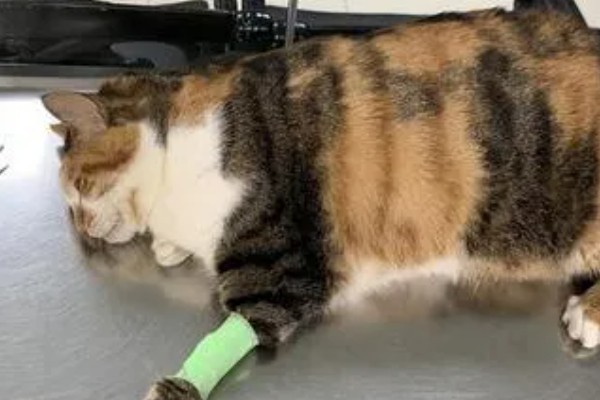 猫咪胰腺炎的发生原因，主要是胰腺导管堵塞等因素所致