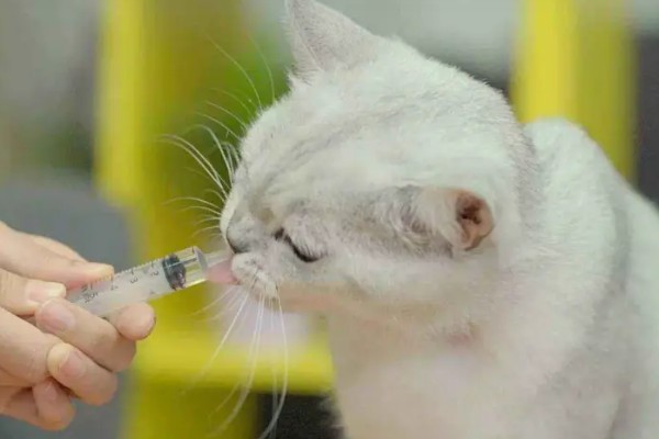 猫咪胰腺炎的发生原因，主要是胰腺导管堵塞等因素所致