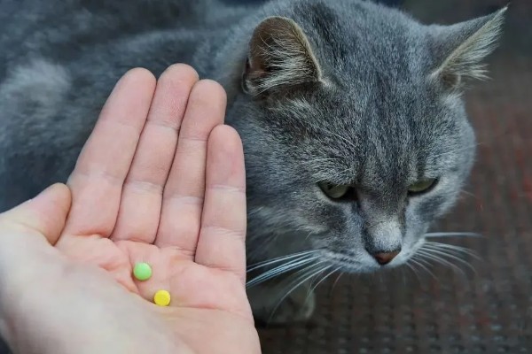 猫咪胰腺炎的发生原因，主要是胰腺导管堵塞等因素所致