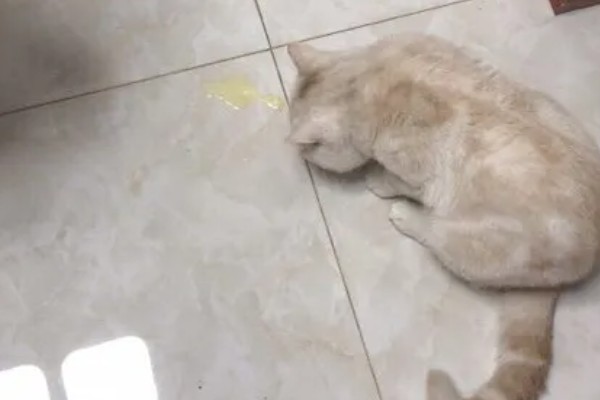 猫咪胰腺炎的发生原因，主要是胰腺导管堵塞等因素所致