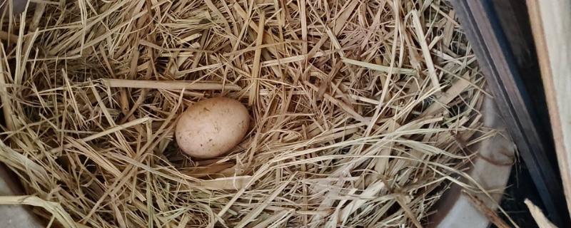 鸡窝的位置在哪,野外常见于树林、灌木丛中