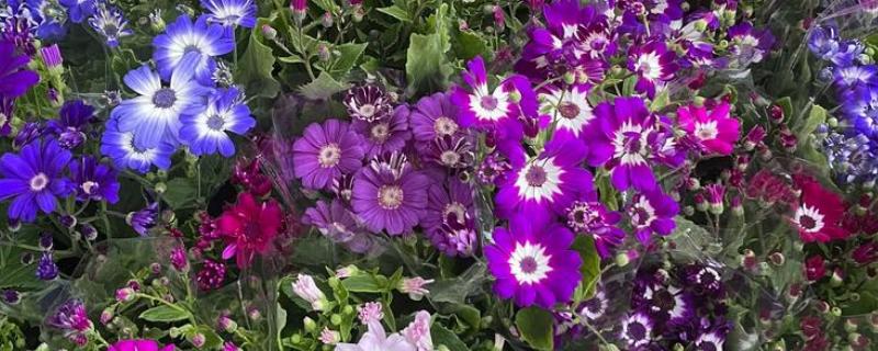 瓜叶菊的花期长吗，花期长达三个月