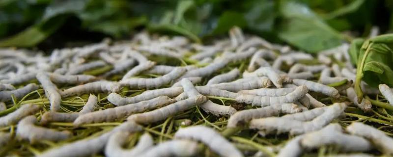 蚕宝宝的饲喂次数，一天饲喂4次