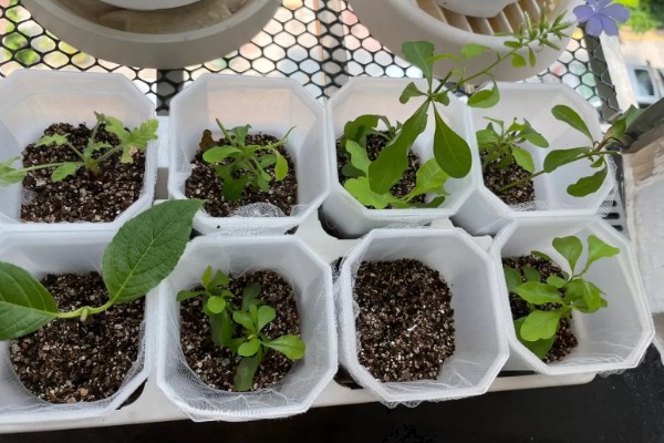 蓝雪花直接插土里可以活吗，可以存活