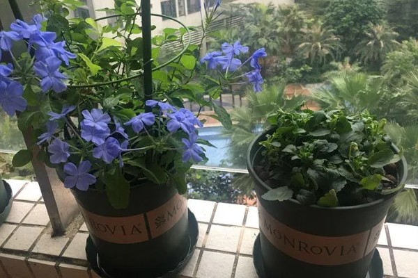 蓝雪花直接插土里可以活吗，可以存活