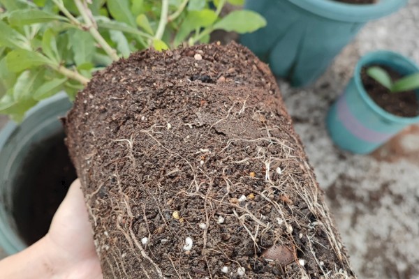 蓝雪花直接插土里可以活吗，可以存活