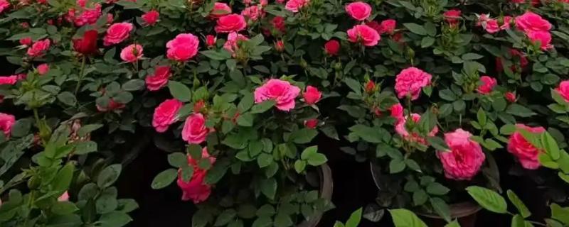 月季与玫瑰花的区别，株形、花朵、叶片等方面都不同