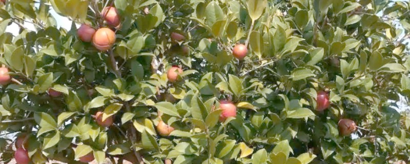 油茶树开花不结果如何解决，施肥单一需补充磷钾复合肥