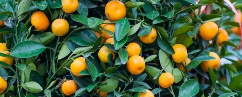 金桔树为何会掉叶，土壤板结、浇水不当都是常见原因