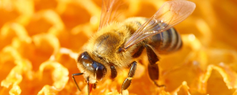 工蜂出房所需时间,中蜂需要20天左右