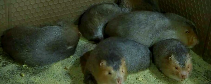 母竹鼠怀孕后要不要与公鼠分开饲养，单独饲养可避免公鼠攻击幼仔