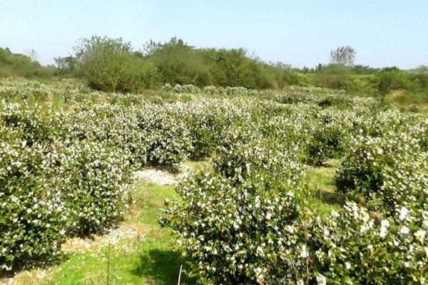 油茶树开花不结果如何解决，施肥单一需补充磷钾复合肥