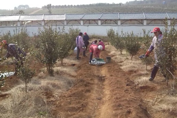 油茶树开花不结果如何解决，施肥单一需补充磷钾复合肥