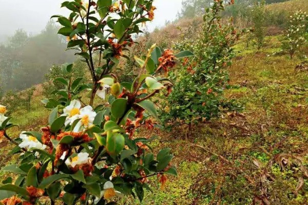 油茶树开花不结果如何解决，施肥单一需补充磷钾复合肥