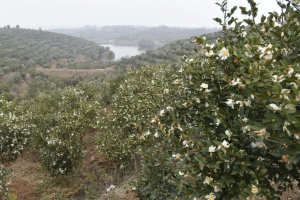 油茶树开花不结果如何解决，施肥单一需补充磷钾复合肥