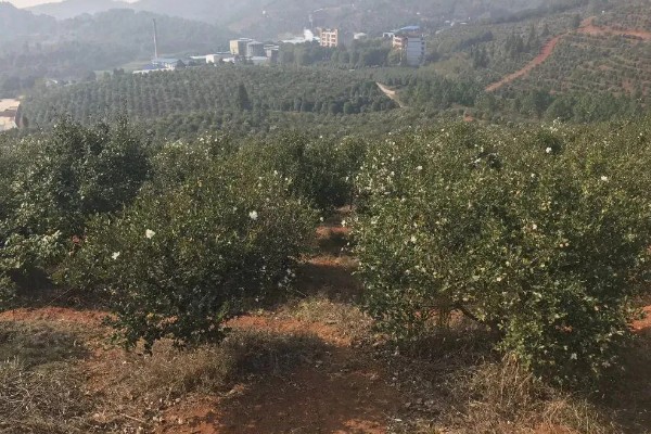 油茶树开花不结果如何解决，施肥单一需补充磷钾复合肥