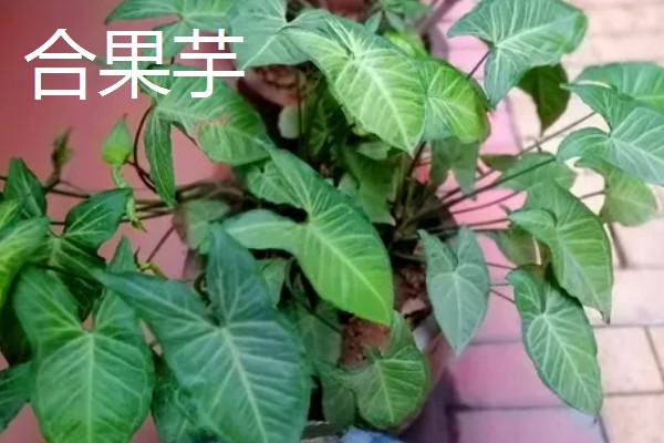 养殖厂需所需手续,土地手续、环评手续、备案手续都不能缺少
