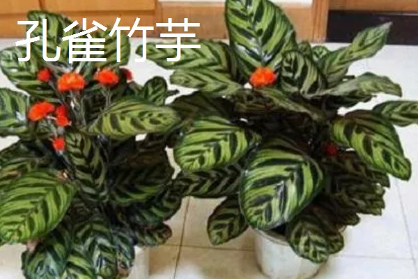 养殖厂需所需手续,土地手续、环评手续、备案手续都不能缺少