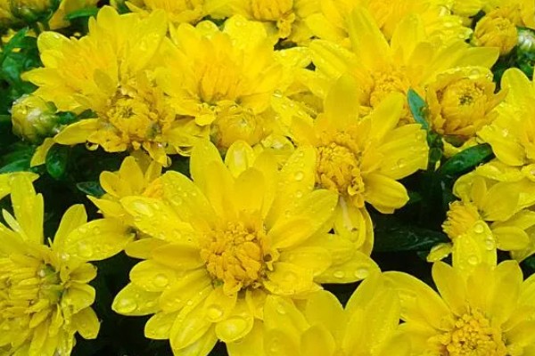 菊花的象征意义，具有高雅傲霜、刚正不阿等寓意