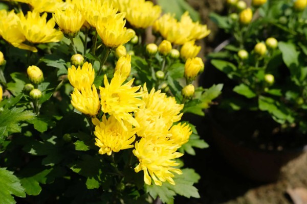 菊花的象征意义，具有高雅傲霜、刚正不阿等寓意