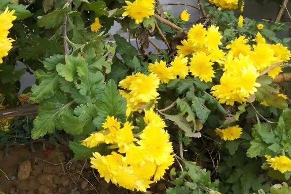 菊花的象征意义，具有高雅傲霜、刚正不阿等寓意