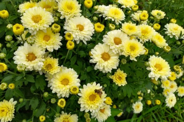 菊花的象征意义，具有高雅傲霜、刚正不阿等寓意