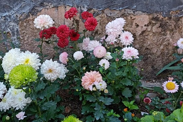 菊花的象征意义，具有高雅傲霜、刚正不阿等寓意