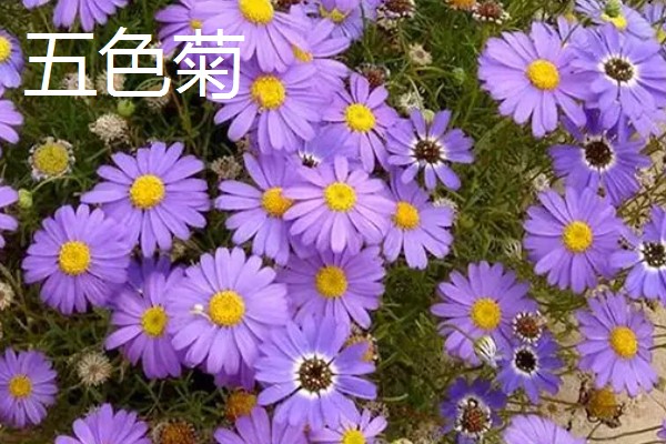 菊花的象征意义，具有高雅傲霜、刚正不阿等寓意