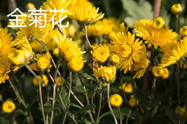 菊花的象征意义，具有高雅傲霜、刚正不阿等寓意