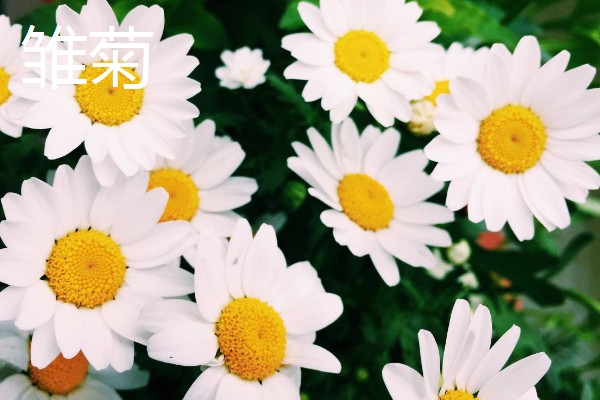 菊花的象征意义，具有高雅傲霜、刚正不阿等寓意