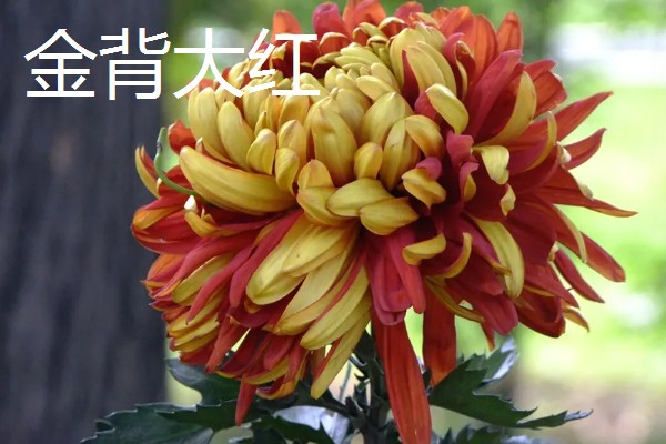 菊花的象征意义，具有高雅傲霜、刚正不阿等寓意