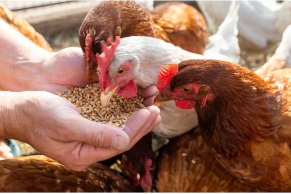 一只鸡每天吃多少饲料，能吃八十到一百二十克饲料