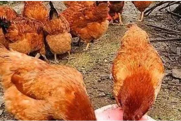 一只鸡每天吃多少饲料，能吃八十到一百二十克饲料