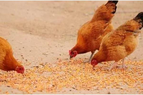 一只鸡每天吃多少饲料，能吃八十到一百二十克饲料