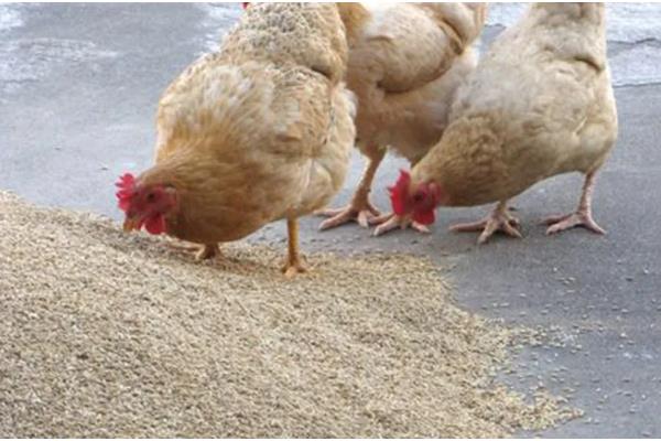 一只鸡每天吃多少饲料，能吃八十到一百二十克饲料