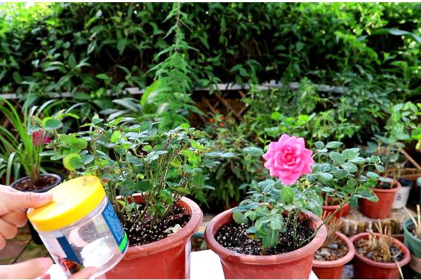 月季怎样养，在春秋2-3天浇水一次