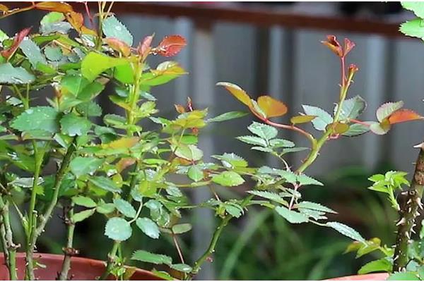 月季怎样养，在春秋2-3天浇水一次