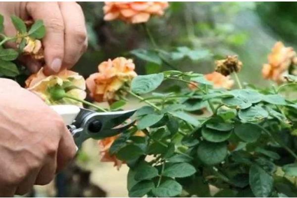 月季怎样养，在春秋2-3天浇水一次