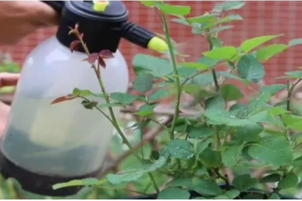 月季怎样养，在春秋2-3天浇水一次